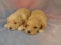 Two Female Cockapoo Puppies for sale/Iowa Breeder 2012/Born May 2 